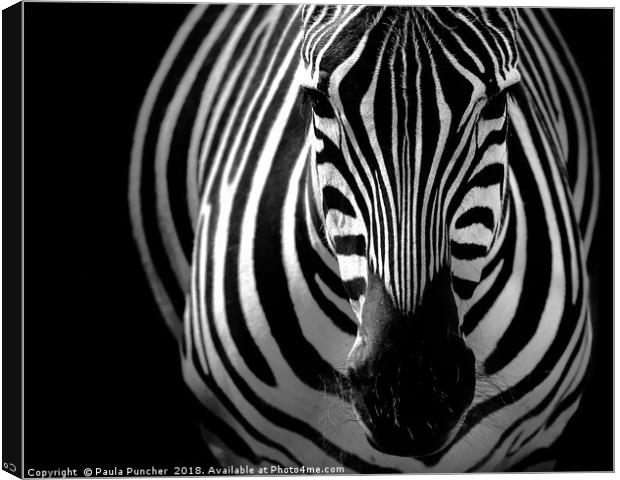 Zebra portrait Canvas Print by Paula Puncher