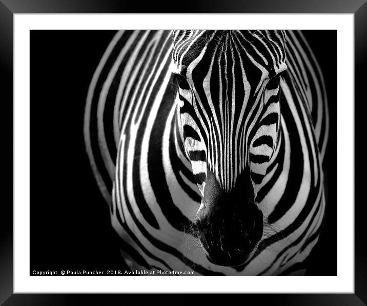 Zebra portrait Framed Mounted Print by Paula Puncher