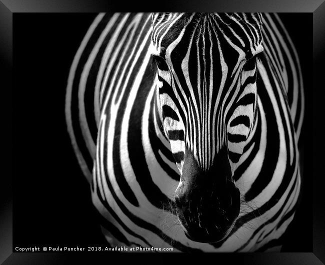 Zebra portrait Framed Print by Paula Puncher