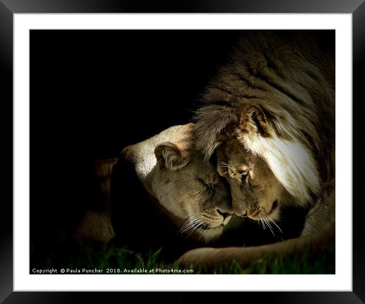 Lions in love Framed Mounted Print by Paula Puncher