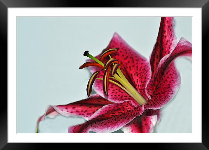 Lily - Aranal Framed Mounted Print by Donna Collett