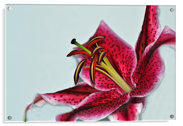 Lily - Aranal Acrylic by Donna Collett