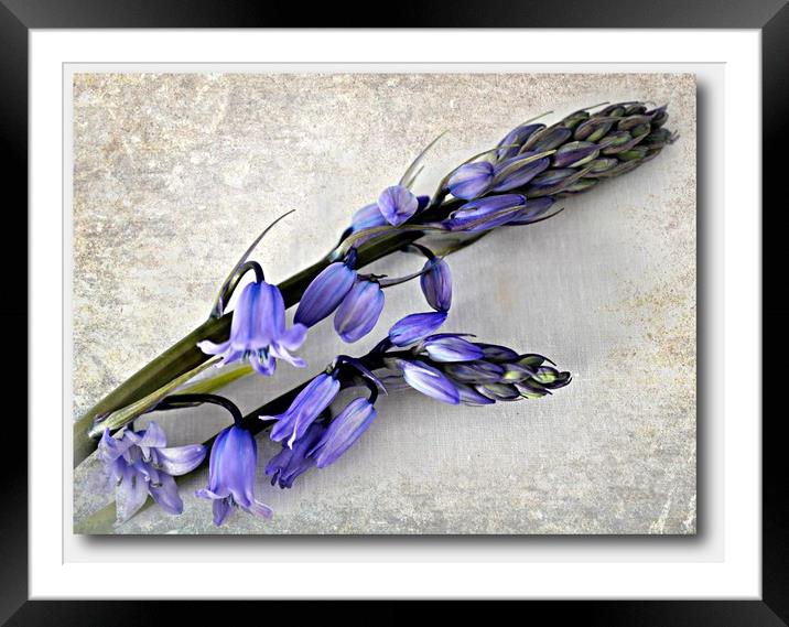 bluebells Framed Mounted Print by sue davies