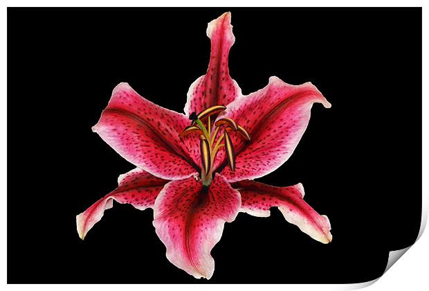 Pink Lily Print by Donna Collett