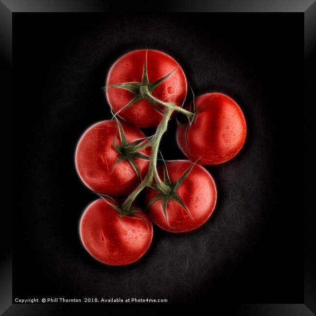 Vine ripened tomatoes. Framed Print by Phill Thornton