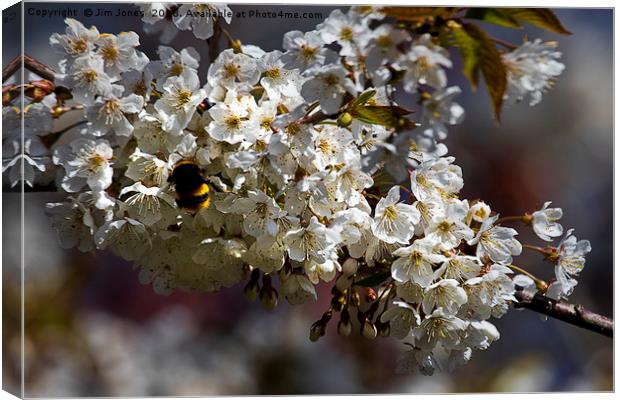 White Blossom and Bee Canvas Print by Jim Jones