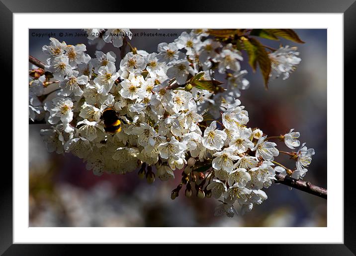 White Blossom and Bee Framed Mounted Print by Jim Jones
