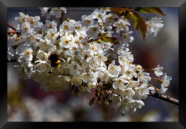 White Blossom and Bee Framed Print by Jim Jones