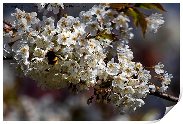 White Blossom and Bee Print by Jim Jones