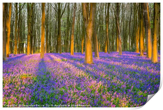 Enchanted Bluebells forest Print by Daugirdas Racys