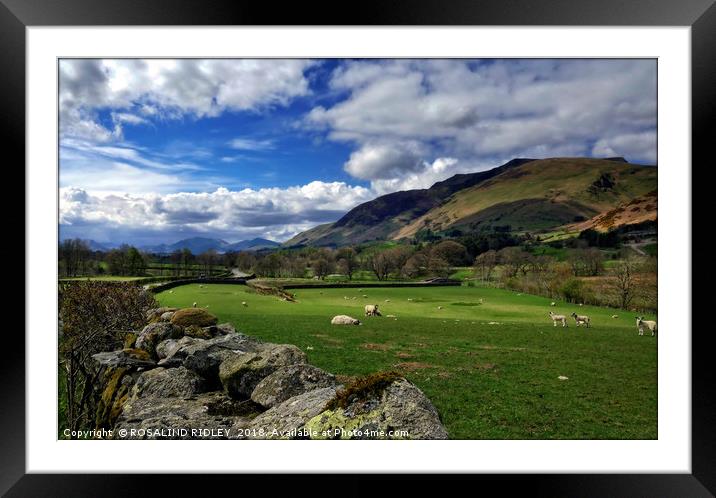"Spring lambs and Cumbrian Hills" Framed Mounted Print by ROS RIDLEY