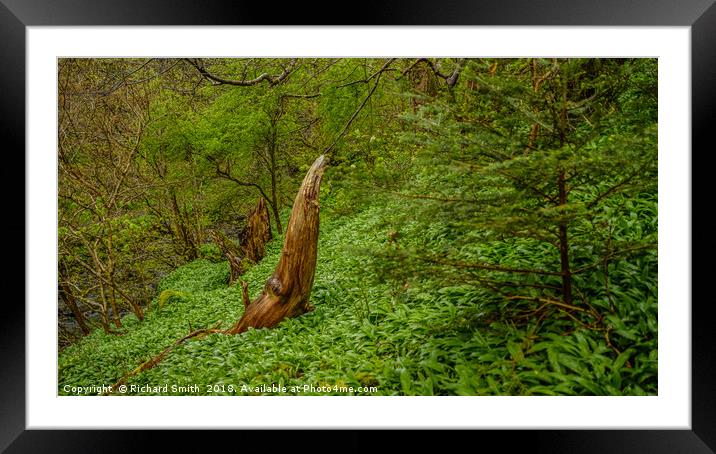 The coming of the wild Garlic Framed Mounted Print by Richard Smith