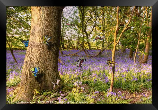 Butterflies in a blubell woodland Framed Print by Simon Bratt LRPS