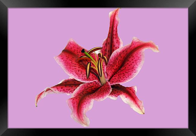 Pastel Lily Framed Print by Donna Collett