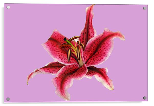 Pastel Lily Acrylic by Donna Collett