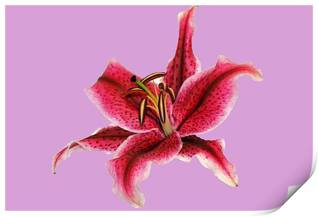 Pastel Lily Print by Donna Collett
