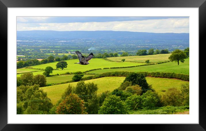 in flight Framed Mounted Print by sue davies