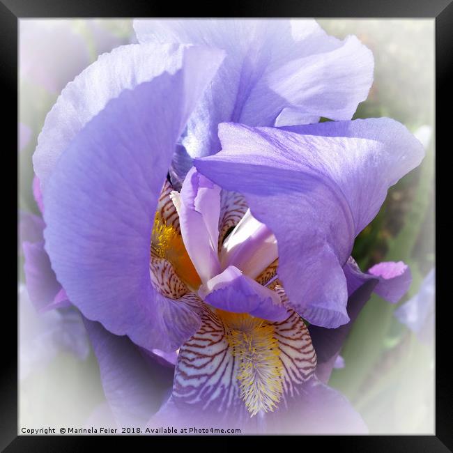 purple iris Framed Print by Marinela Feier