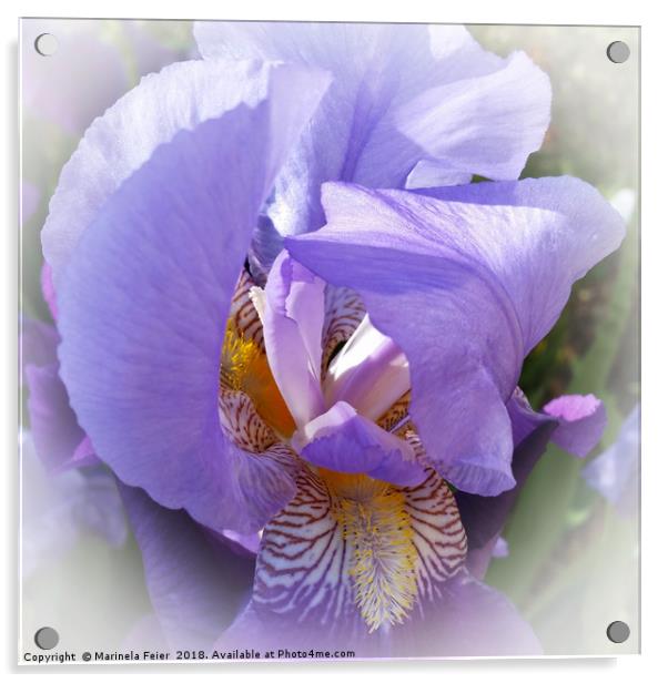 purple iris Acrylic by Marinela Feier