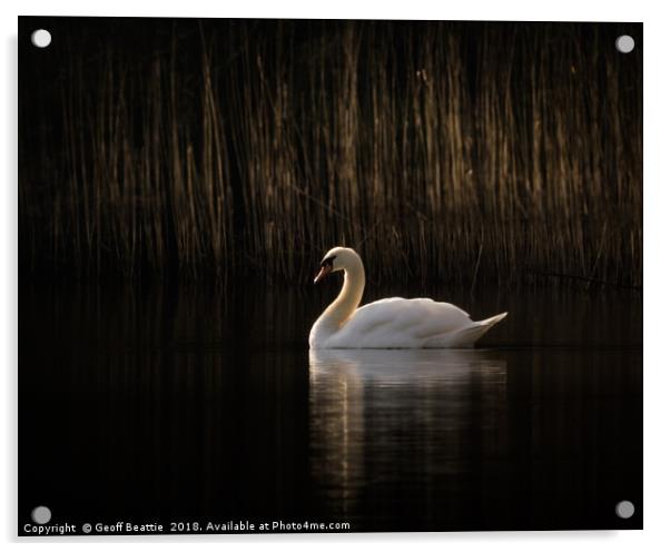 Swan in the morning light Acrylic by Geoff Beattie