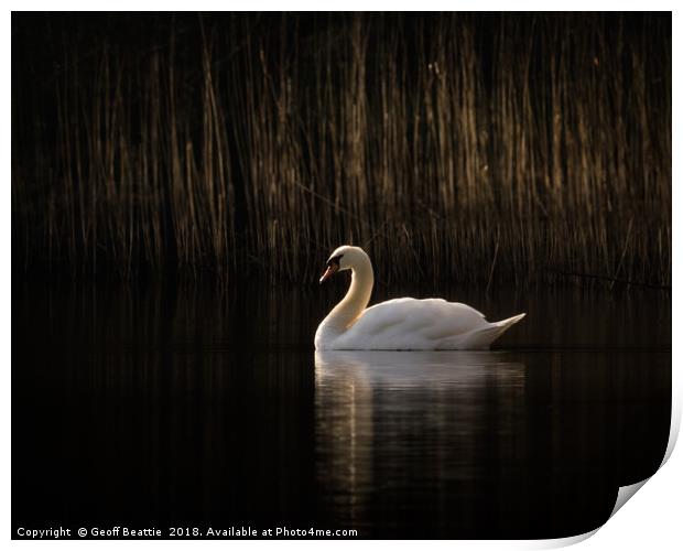 Swan in the morning light Print by Geoff Beattie