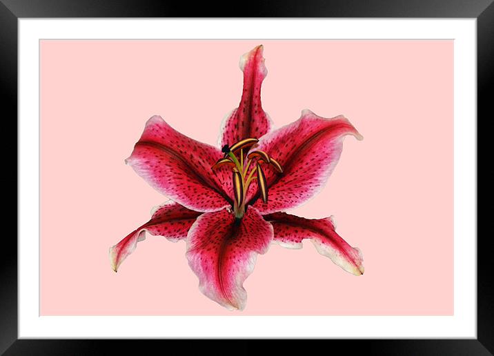 Pink Lily - Aranal Framed Mounted Print by Donna Collett