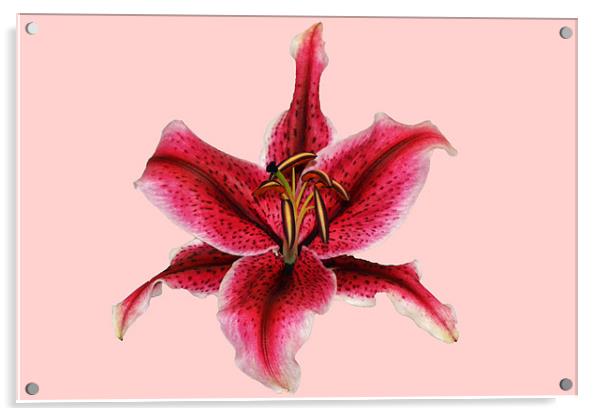 Pink Lily - Aranal Acrylic by Donna Collett