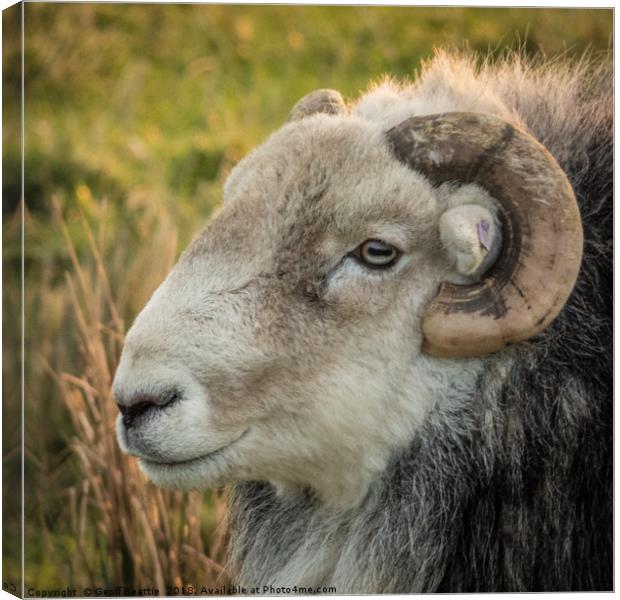 Herdwick Sheep head profile portrait  Canvas Print by Geoff Beattie
