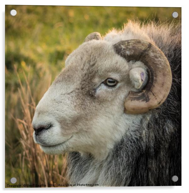 Herdwick Sheep head profile portrait  Acrylic by Geoff Beattie