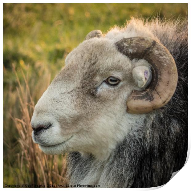 Herdwick Sheep head profile portrait  Print by Geoff Beattie