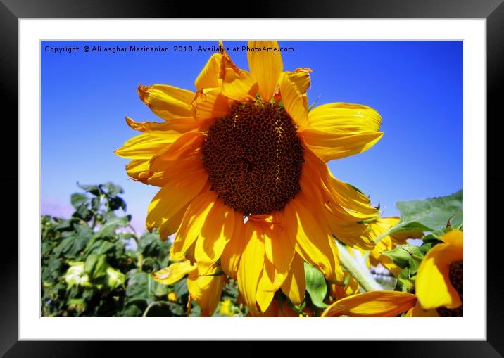 Sunflower , Framed Mounted Print by Ali asghar Mazinanian