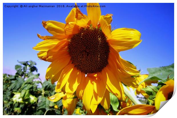 Sunflower , Print by Ali asghar Mazinanian