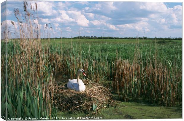 The swan Canvas Print by Franck Metois