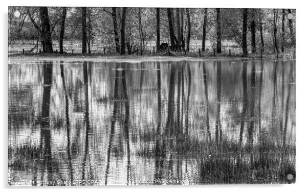 REFLECTIONS IN A FLOODED MEADOW Acrylic by Tony Sharp LRPS CPAGB