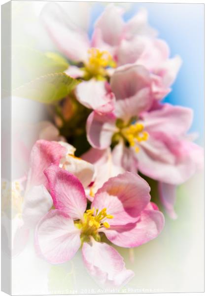 Enchanting Apple Blossom Canvas Print by Jeremy Sage