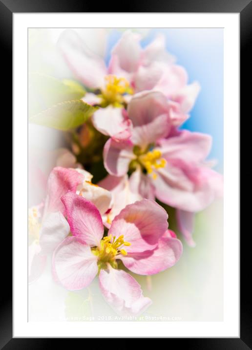 Enchanting Apple Blossom Framed Mounted Print by Jeremy Sage