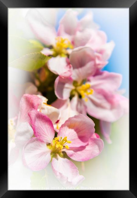 Enchanting Apple Blossom Framed Print by Jeremy Sage