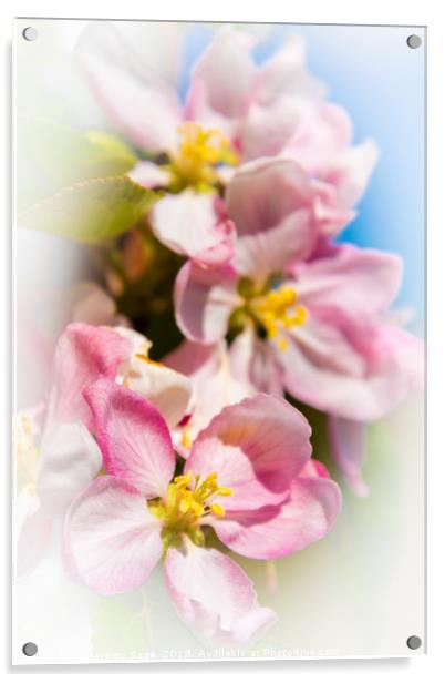 Enchanting Apple Blossom Acrylic by Jeremy Sage
