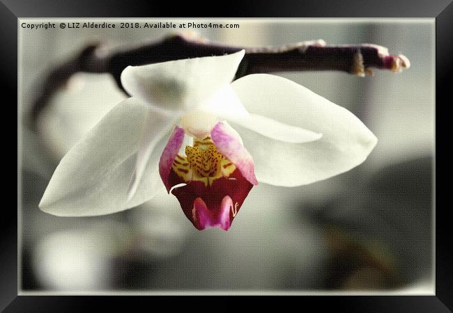 White Orchid Framed Print by LIZ Alderdice