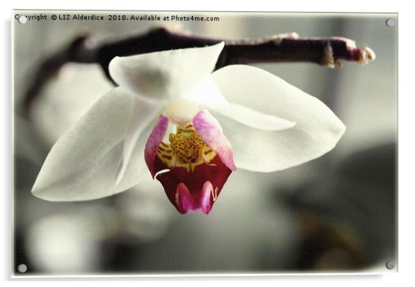 White Orchid Acrylic by LIZ Alderdice
