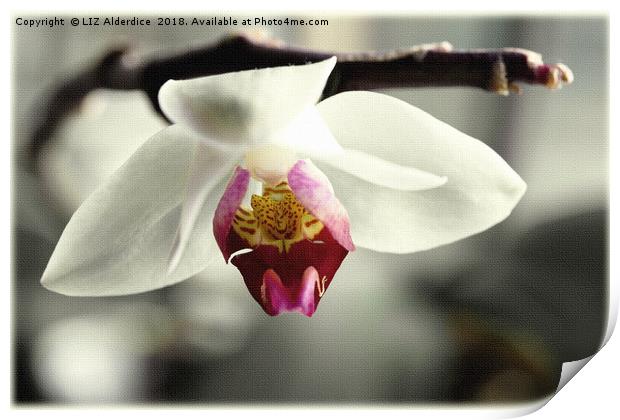White Orchid Print by LIZ Alderdice