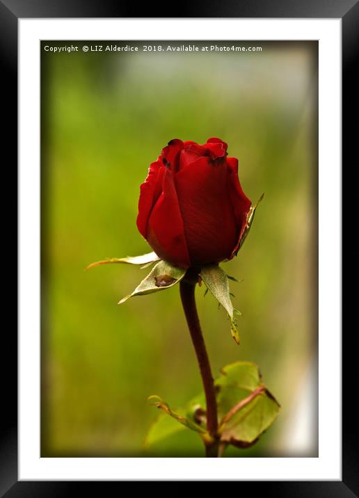 Single Red Rose Framed Mounted Print by LIZ Alderdice