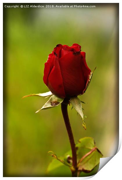 Single Red Rose Print by LIZ Alderdice
