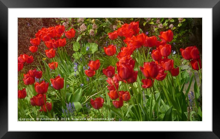 Tulips Framed Mounted Print by Antoinette B