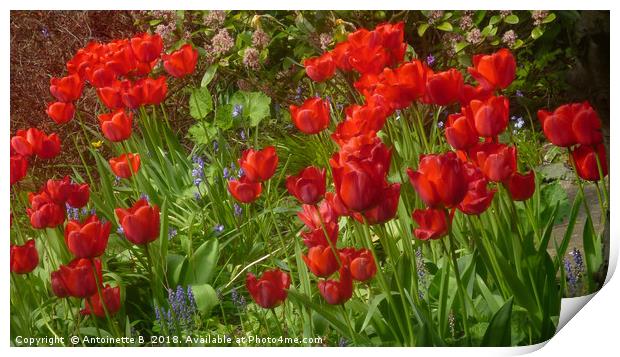 Tulips Print by Antoinette B