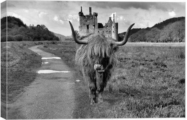 Katie the Highland Coo at a Loch Awe castle mono Canvas Print by JC studios LRPS ARPS