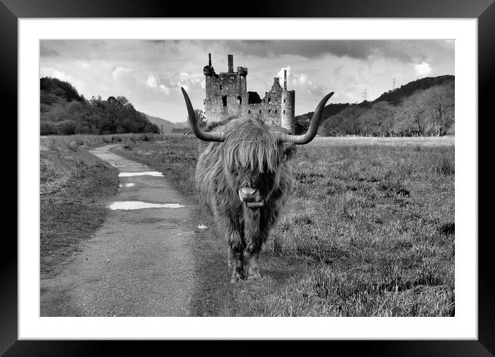 Katie the Highland Coo at a Loch Awe castle mono Framed Mounted Print by JC studios LRPS ARPS