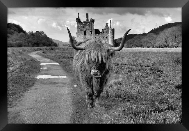 Katie the Highland Coo at a Loch Awe castle mono Framed Print by JC studios LRPS ARPS
