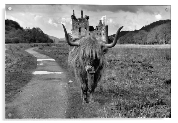 Katie the Highland Coo at a Loch Awe castle mono Acrylic by JC studios LRPS ARPS