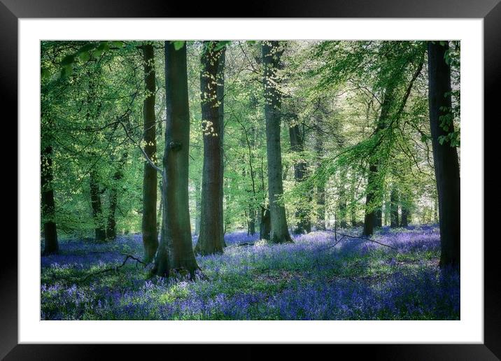 Spring Bluebell Woods Framed Mounted Print by Ceri Jones